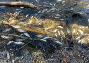 Казанцы пожаловались, что озеро Большое Чуйково покрылось мертвой рыбой