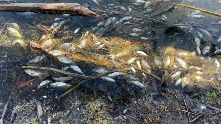 Казанцы пожаловались, что озеро Большое Чуйково покрылось мертвой рыбой
