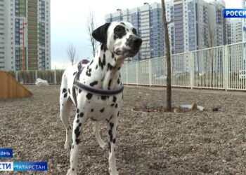 Жители Казани могут проголосовать за обустройство площадки для собак