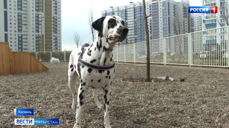 Жители Казани могут проголосовать за обустройство площадки для собак