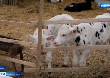 Марат Зяббаров: ежесуточно в Татарстане производят более 4,5 тысяч тонн молока