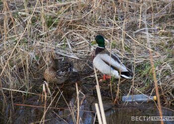 Утиная «сладкая парочка» растрогала жителей Казани