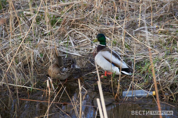 Утиная «сладкая парочка» растрогала жителей Казани