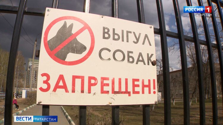 В Вахитовском районе усилят контроль за собаками после нападения на женщину с ребёнком