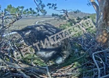 У пары солнечных орланов Алтын и Алтынай появилось первое яйцо