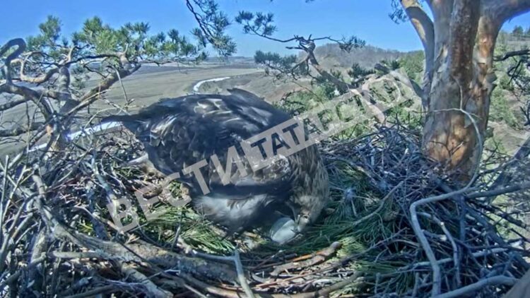 У пары солнечных орланов Алтын и Алтынай появилось первое яйцо