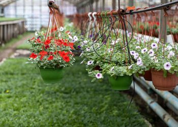 К лету в Казани высадят 3 миллиона цветов