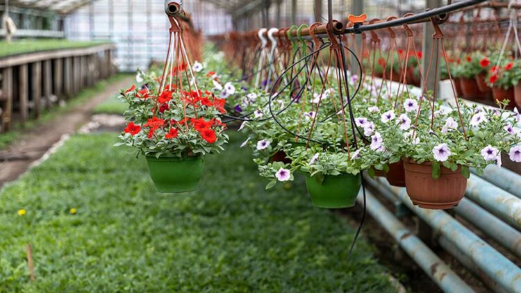 К лету в Казани высадят 3 миллиона цветов