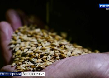 У фермеров Татарстана запасов зерна скопилось на 6 миллиардов: к чему это может привести