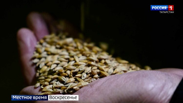У фермеров Татарстана запасов зерна скопилось на 6 миллиардов: к чему это может привести