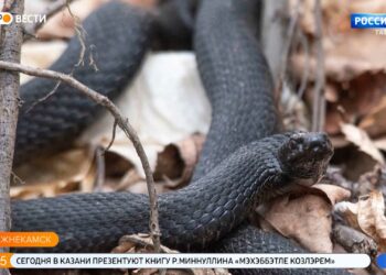 Жителей Татарстана предупредили о ранней активности змей
