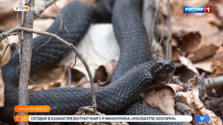 Жителей Татарстана предупредили о ранней активности змей