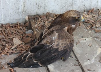 В Татарстане спасли краснокнижного орла-карлика