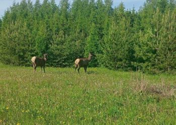 В Казани рядом с гимназией №19 умер лось