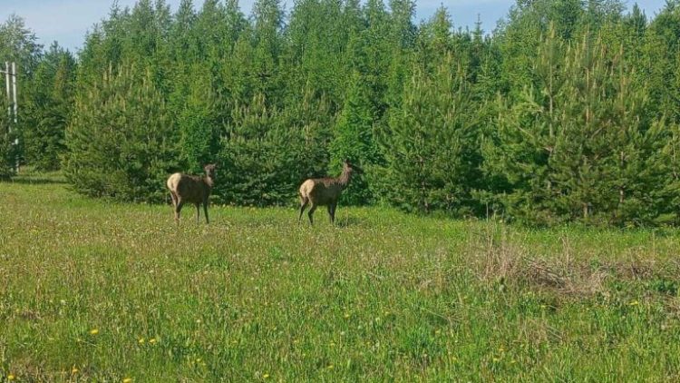 В Казани рядом с гимназией №19 умер лось