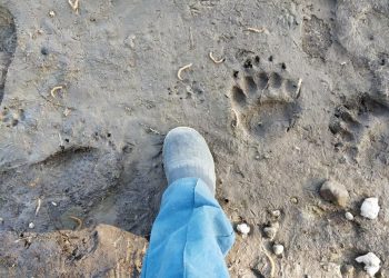 В Лаишевском районе на берегу реки обнаружили следы медведя