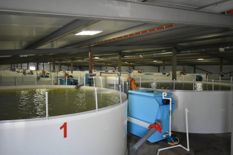 В Татарстане по нацпроекту открылась ферма по выращиванию радужной форели