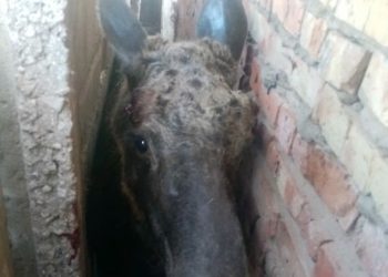 В Ютазинском районе возле детского сада застрял лось