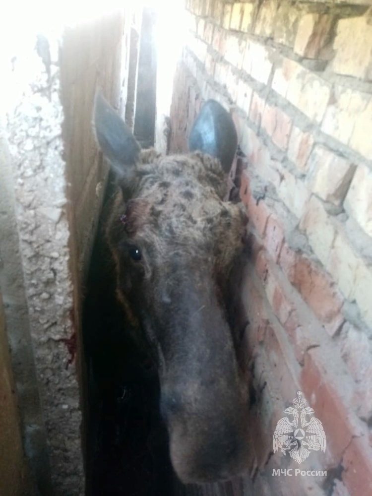 В Ютазинском районе возле детского сада застрял лось