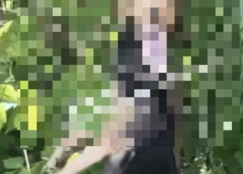 В Лениногорске неизвестный повесил собаку