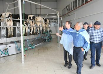 Рустам Минниханов осмотрел поля Мензелинского района