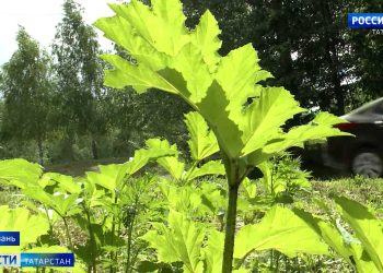 В Казани начали бороться с борщевиком