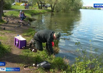 Экологи взяли пробы зловонной пены, стекающей в озеро Кабан