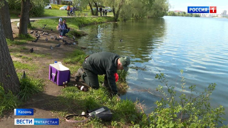 Экологи взяли пробы зловонной пены, стекающей в озеро Кабан