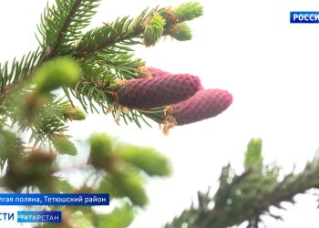 136-летняя ель из Татарстана участвует в конкурсе «Дерево России»