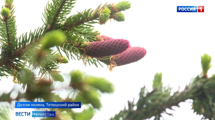 136-летняя ель из Татарстана участвует в конкурсе «Дерево России»