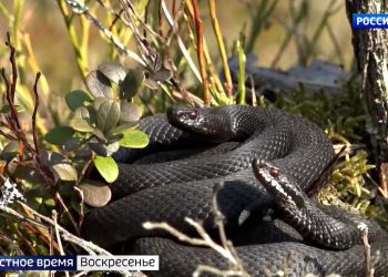 Змеиные сезон открыт: в Челнах мужчина едва не погиб после встречи с гадюкой