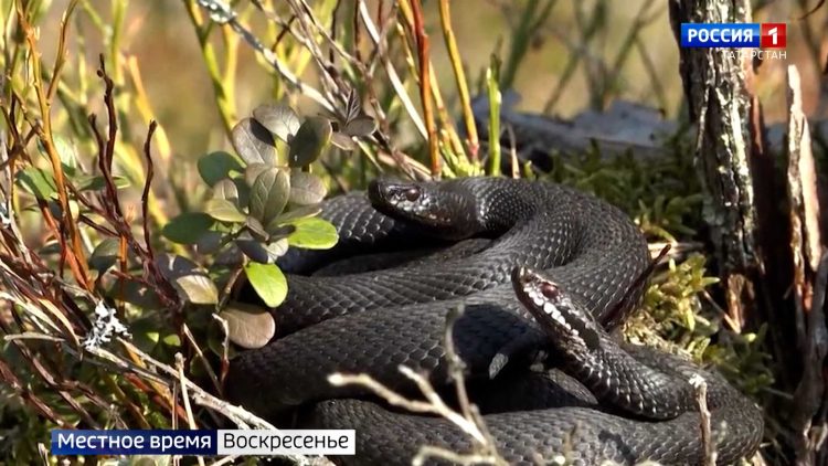 Змеиные сезон открыт: в Челнах мужчина едва не погиб после встречи с гадюкой