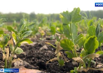 Пришлось пересеивать: в Ютазинском районе заморозки повредили 95% посевов