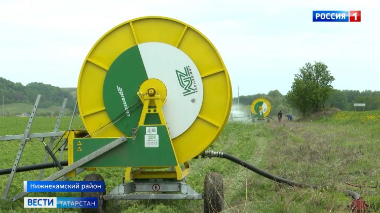 В Нижнекамске от заморозков пострадали многолетние травы