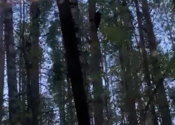 В Агрызском районе РТ заметили семейку медведей на дереве