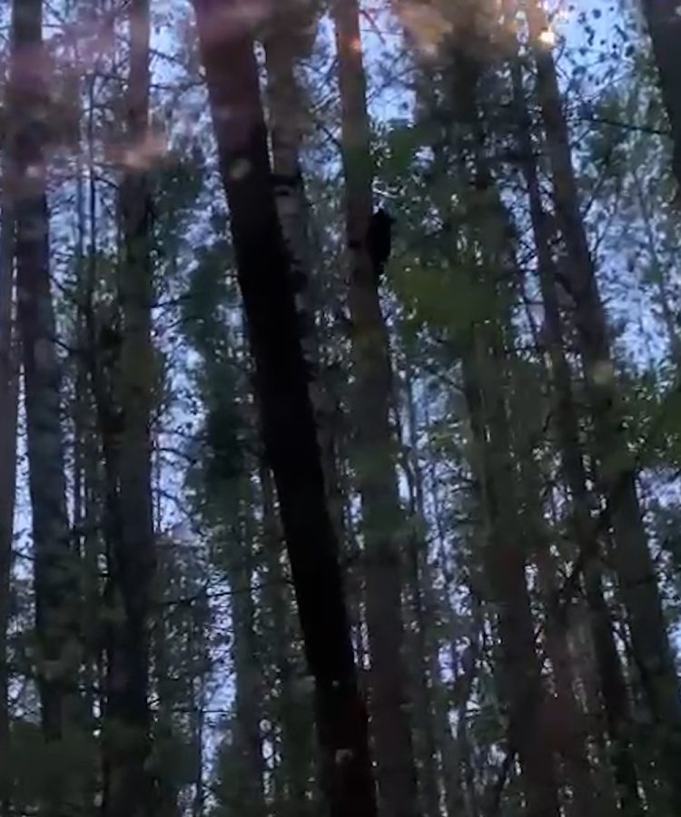 В Агрызском районе РТ заметили семейку медведей на дереве