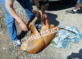 В Бугульме косулю вывели с территории школы