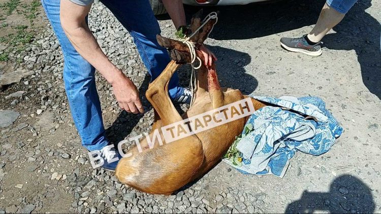 В Бугульме косулю вывели с территории школы
