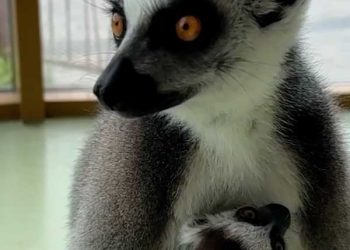 В зооботсаду Казани у самки лемура родился малыш