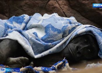 Заморозки в Татарстане: обезьянам в казанском зоопарке выдали одеяла, садоводы спасают грядки