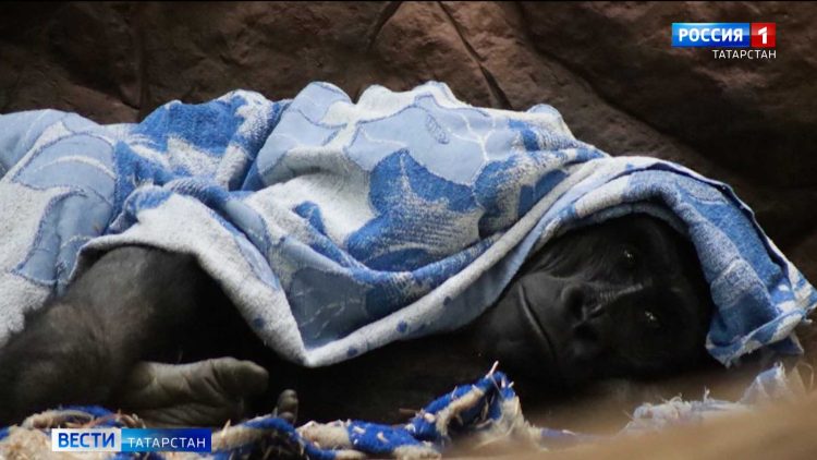 Заморозки в Татарстане: обезьянам в казанском зоопарке выдали одеяла, садоводы спасают грядки