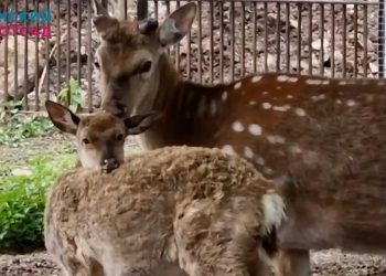 Сотрудники казанского зооботсада поделились кадрами пятнистых оленей