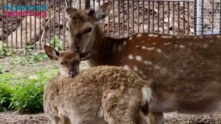 Сотрудники казанского зооботсада поделились кадрами пятнистых оленей