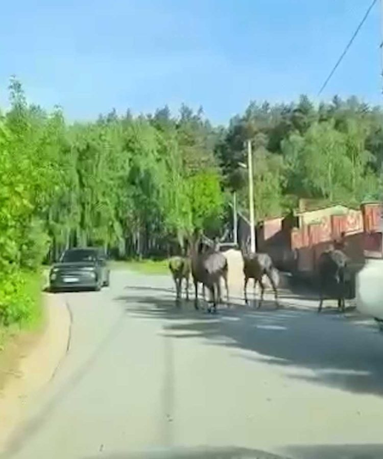 В Казани заметили семейство оленей