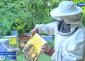 В Татарстане из-за угрозы нового заболевания ограничили завоз пчел с юга