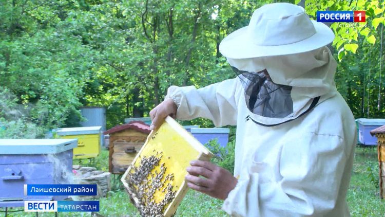 В Татарстане из-за угрозы нового заболевания ограничили завоз пчел с юга