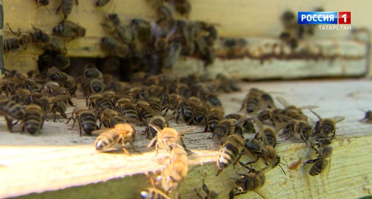 Искал данные в карточках пациентов: в Казани возбудили уголовное дело из-за стрельбы в поликлинике