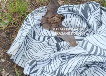 В Бугульминском районе спасли краснокнижную летучую мышь