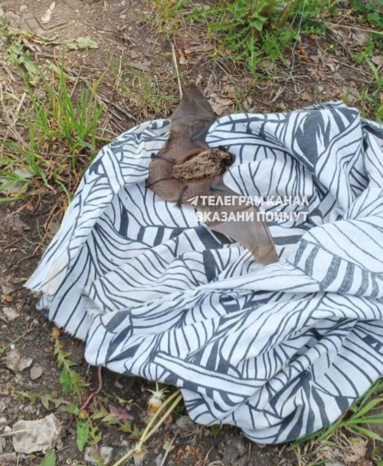 В Бугульминском районе спасли краснокнижную летучую мышь