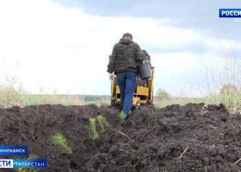 В Нижнекамске посадили 150 тысяч саженцев сосны
